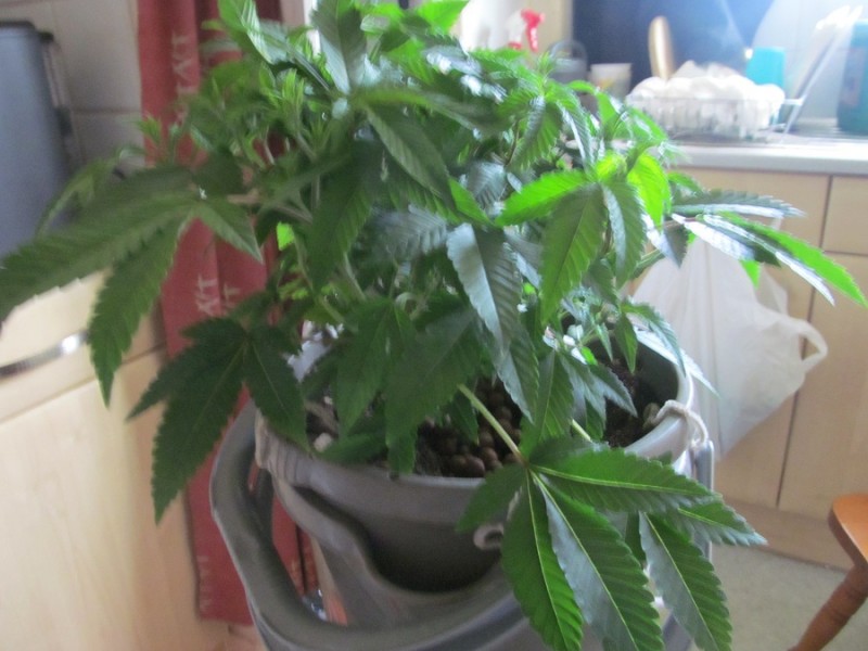 13days bloom (4)
