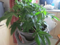 13days bloom (4)