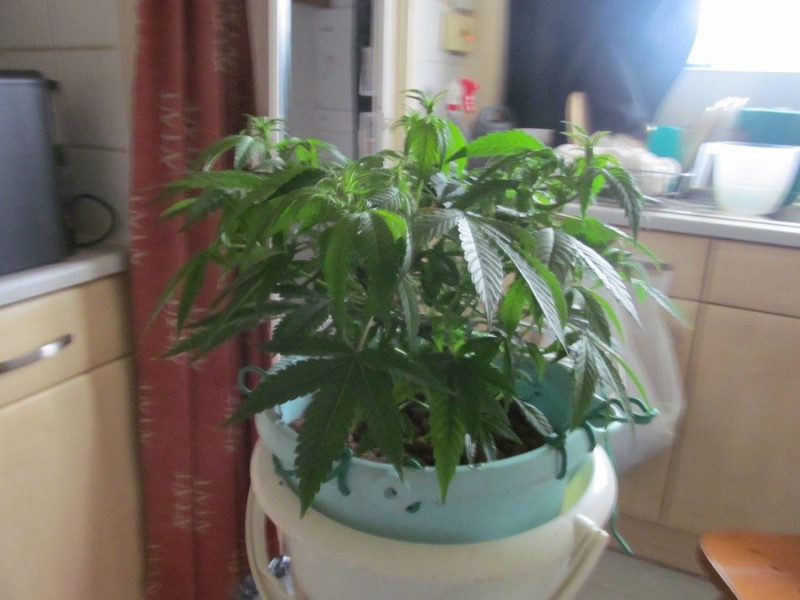 13days bloom (6)