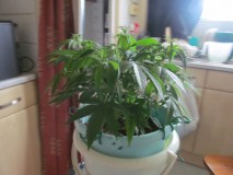 13days bloom (6)