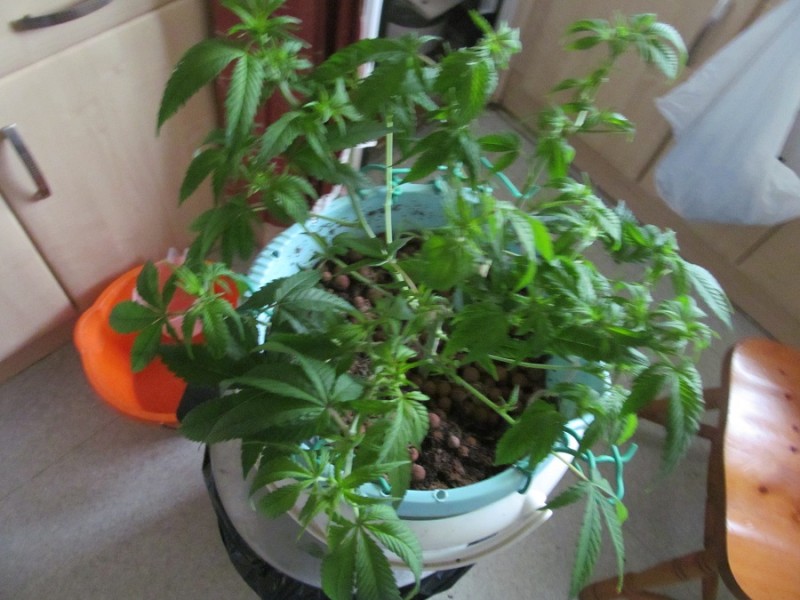 13days bloom (9)