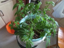 13days bloom (9)