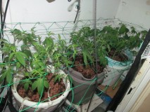 13days bloom (11)