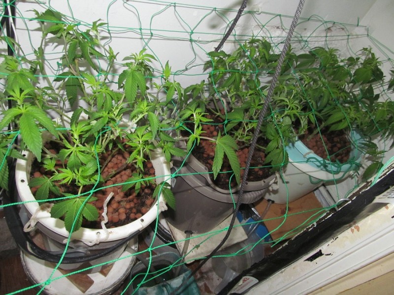 13days bloom (12)