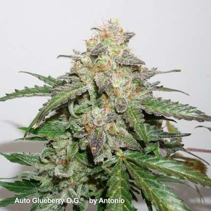 auto-glueberry-og