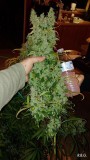 SP 250 LED GROW LIGHT