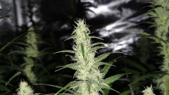 IMG-20190813-WA0052