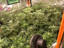 SAM_3145