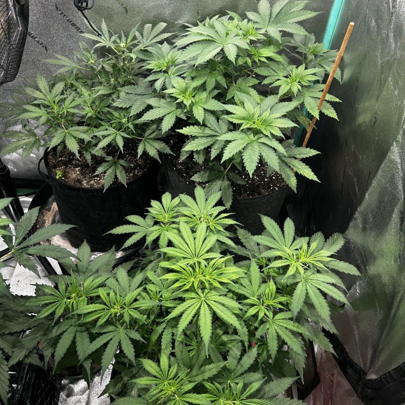 Tastebudz Sticky Mango Auto wk5