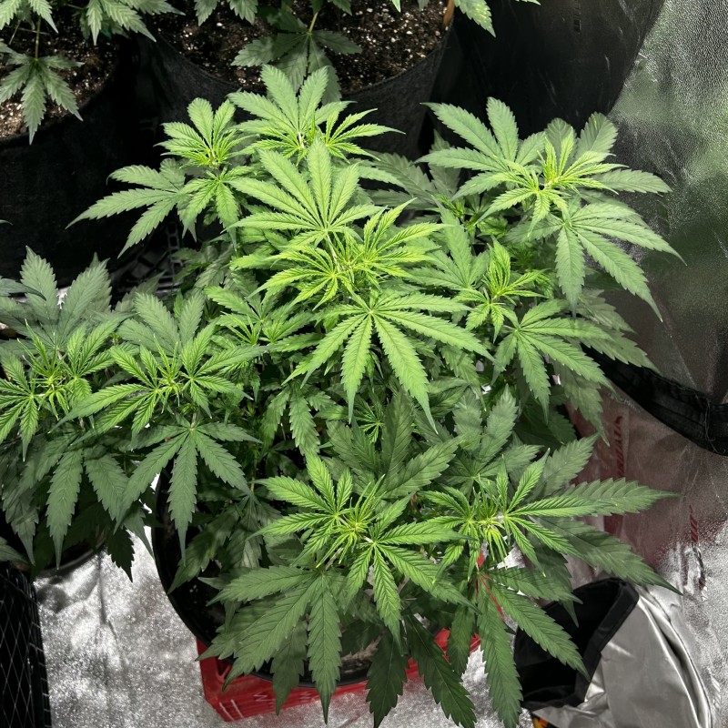 Tastebudz Sticky Mango Auto wk5