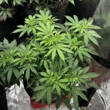 Tastebudz Sticky Mango Auto wk5