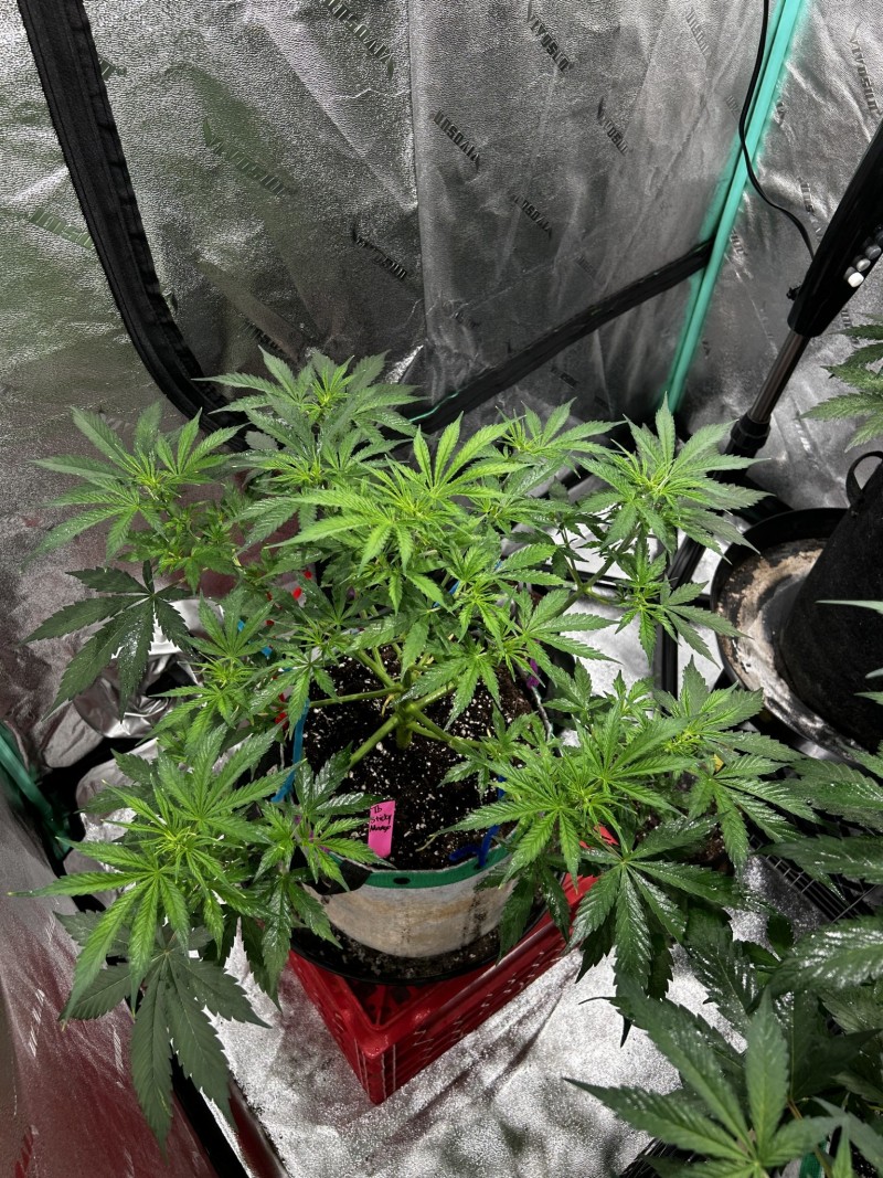 Tb sticky mango wk5