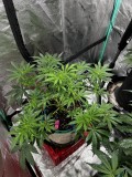 Tb sticky mango wk5