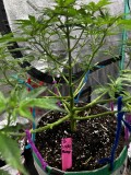 Tb sticky mango wk5