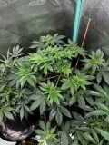 Sns ice cream cake end of wk5