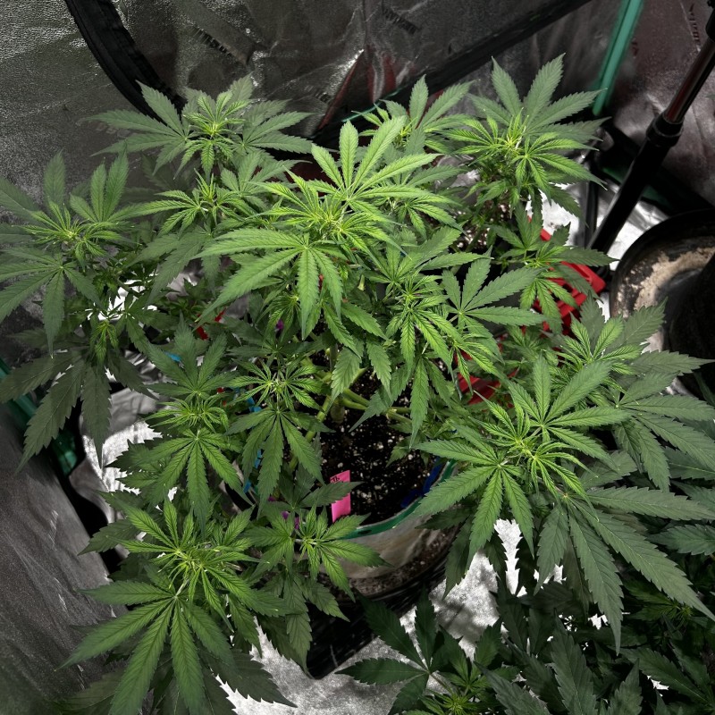 Tb sticky mango day 39