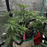Tb sticky mango day 39