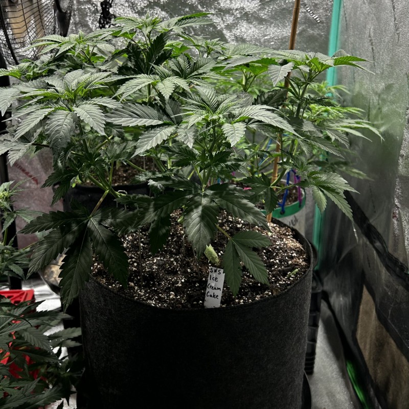 Sns icc day 40 veg may 22 2023