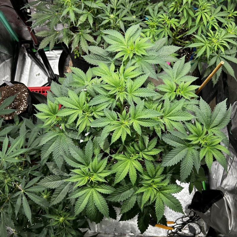 Sns icc day 40 veg may 22 2023