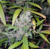 ogkushneasrly