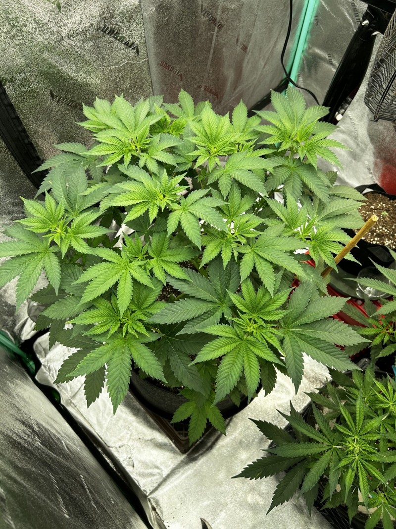 Sns icc photo day 41 veg
