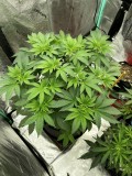 Sns icc photo day 41 veg