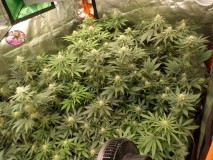 week5right