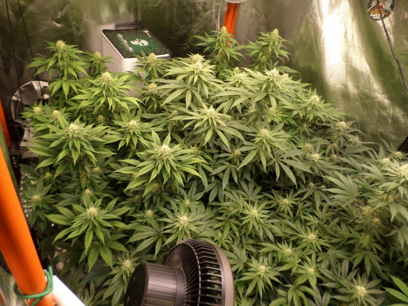 week5left