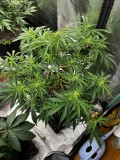 Tb sticky mango auto wk7