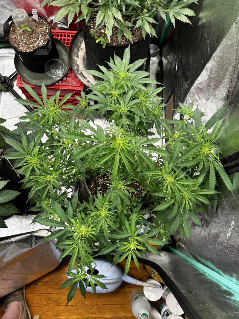 Tb sticky mango auto wk7