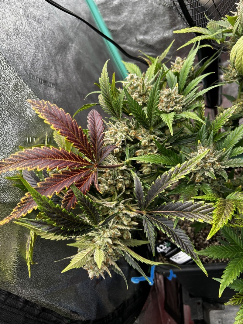 Fast Buds Strawberry Pie Auto 2023