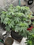 Sns icc photo wk7 veg