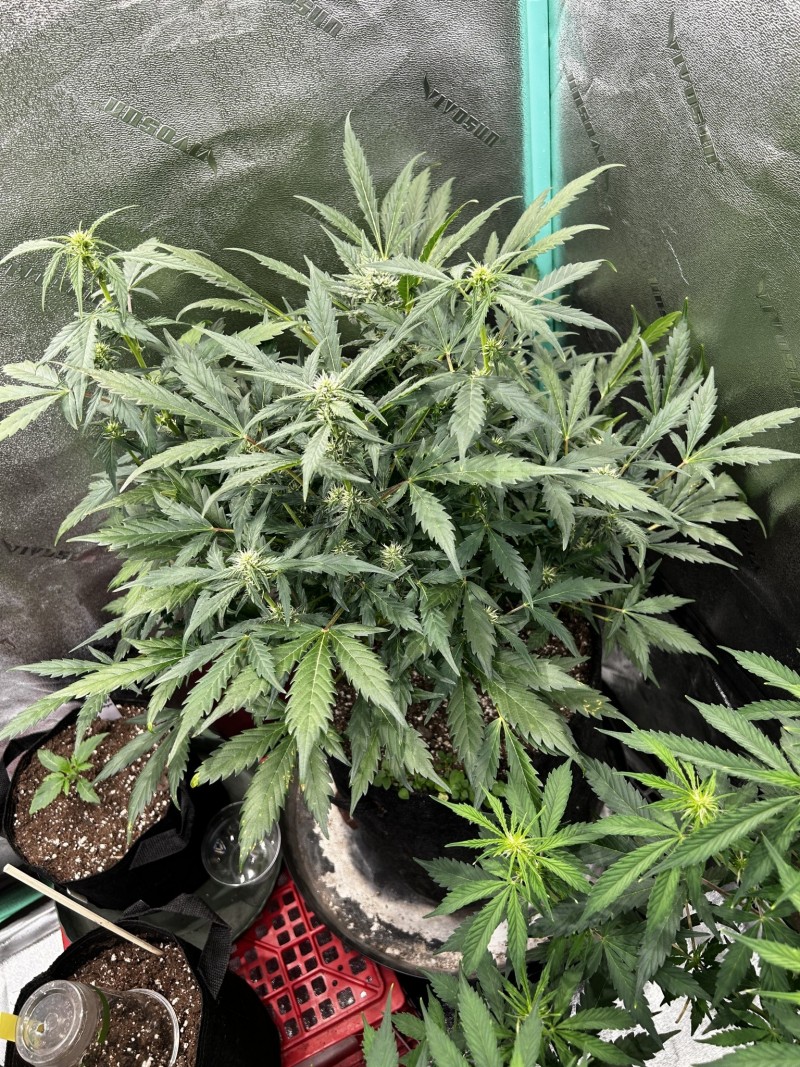 Tastebudz moonberry pie auto wk7