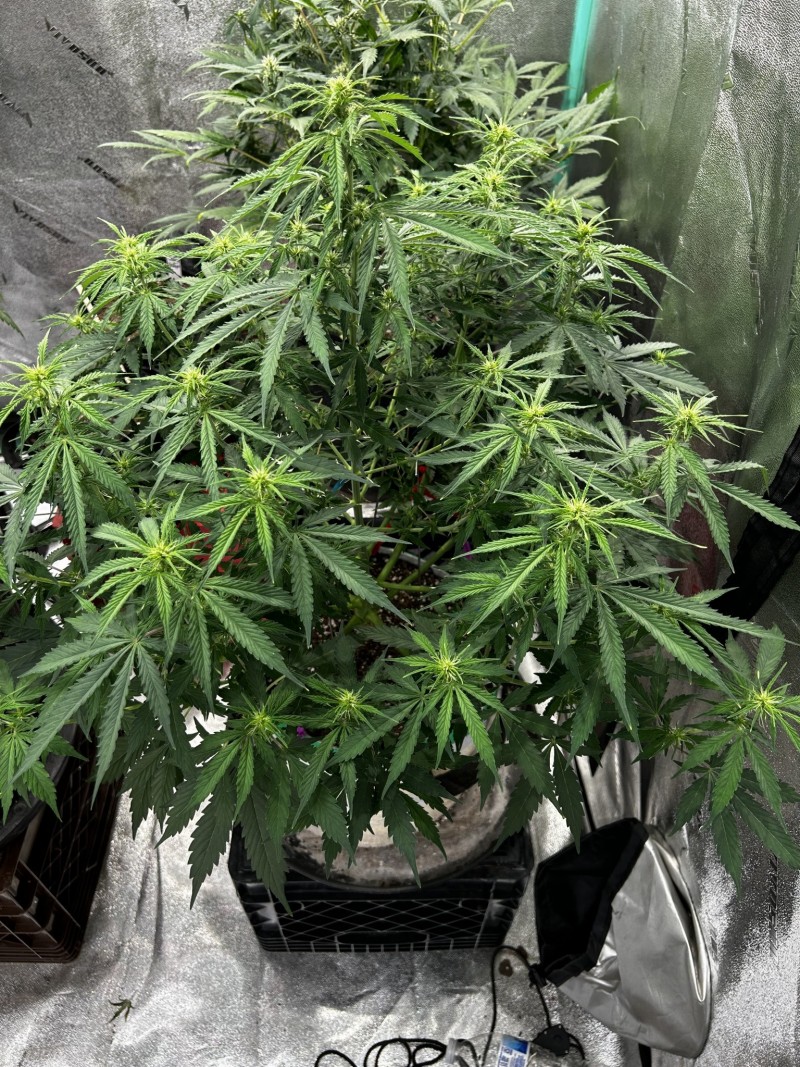 Tastebudz sticky mango auto wk7