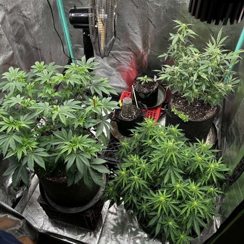 Mixed tent wk7