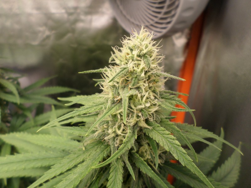 lemonhaze