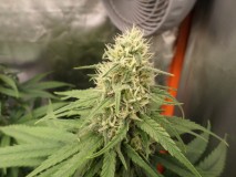 lemonhaze