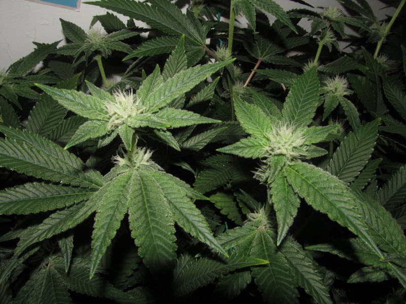 30days bloom (1)