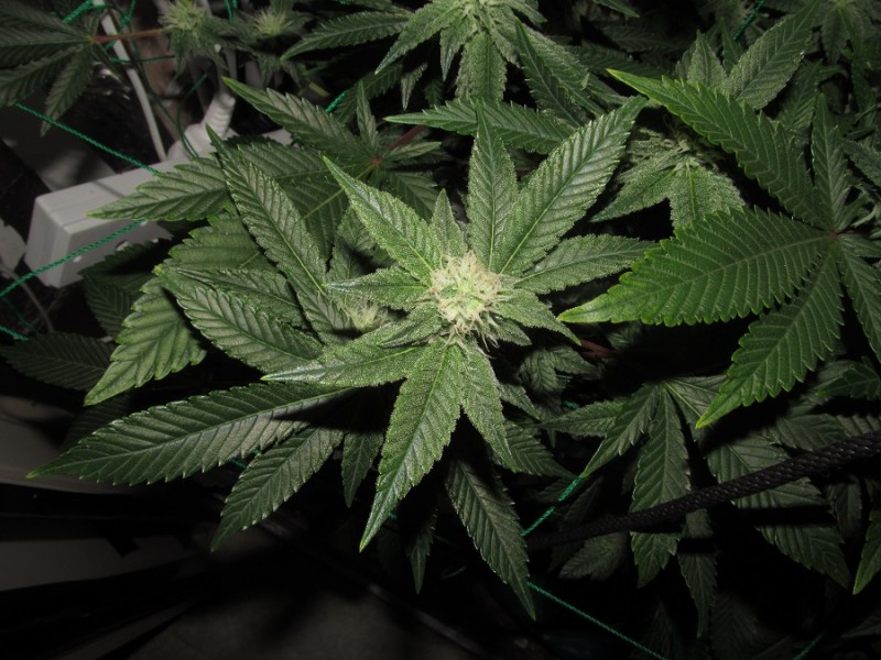 30days bloom (3)