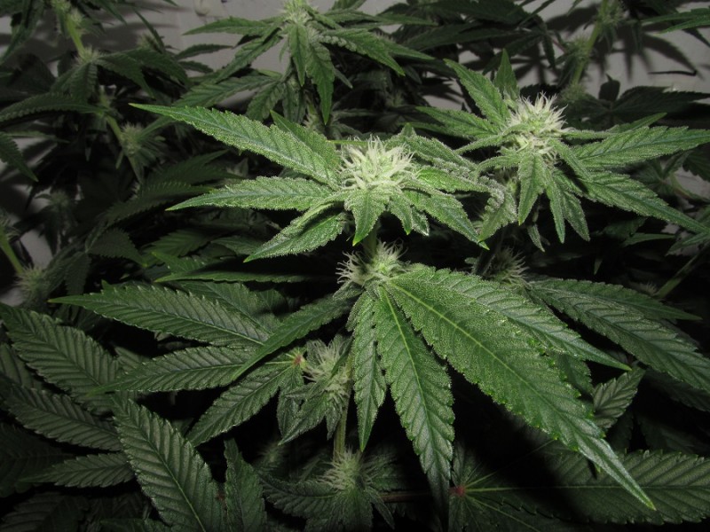 30days bloom (4)
