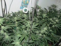 30days bloom (7)
