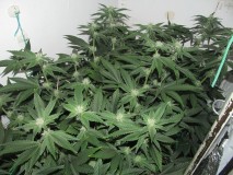 30days bloom (8)