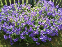 SAM_3311