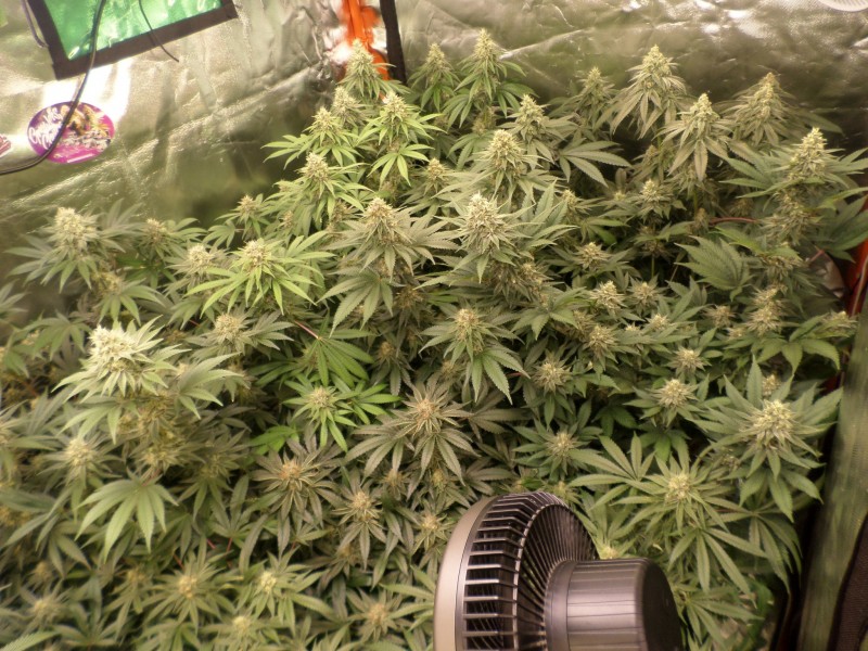 week7right