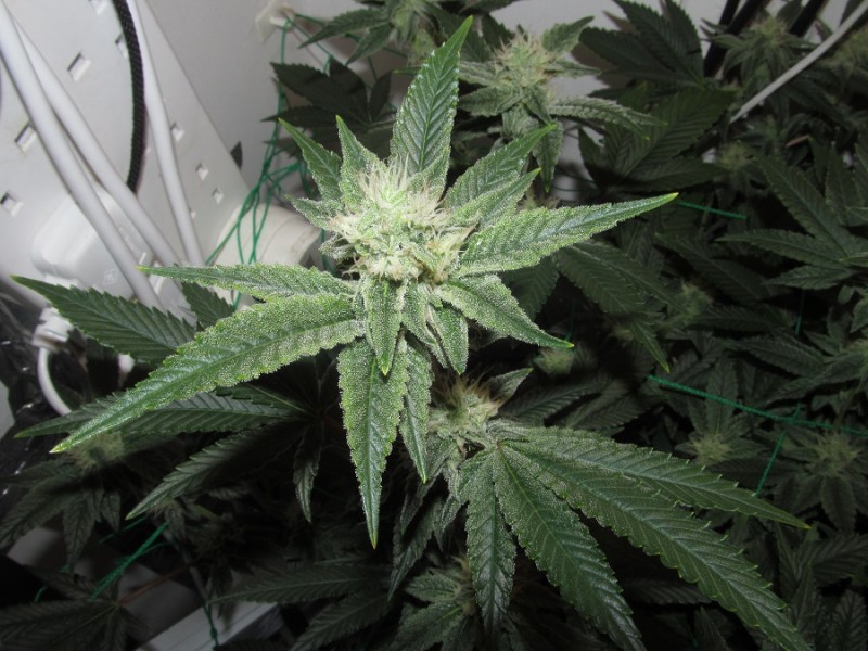 37days bloom (4)