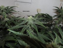 37days bloom (7)