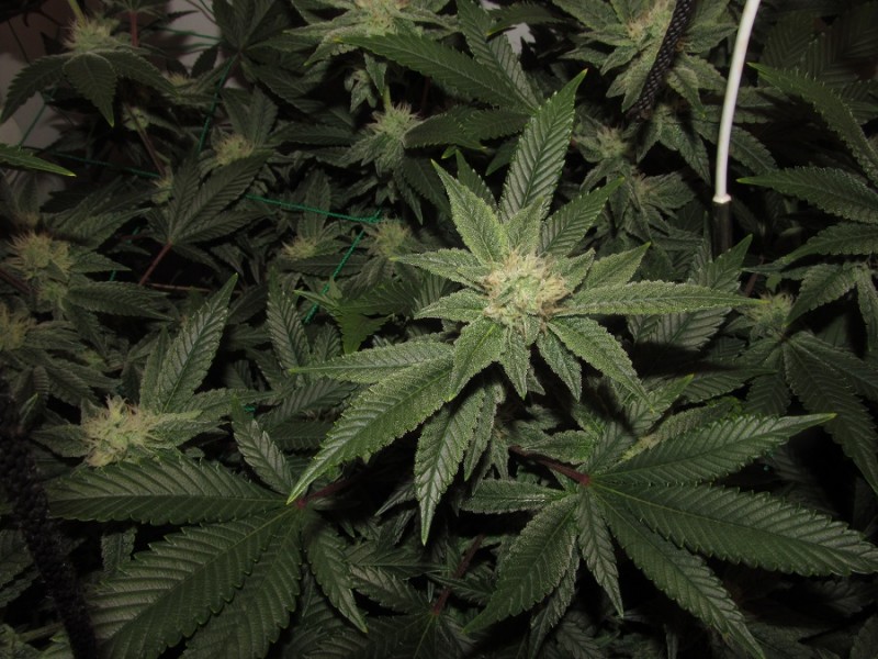 37days bloom (8)