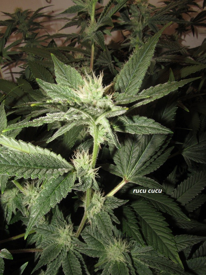 37days bloom (9)