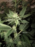 37days bloom (9)