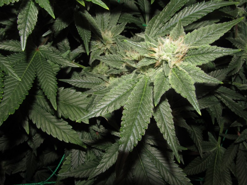37days bloom (10)